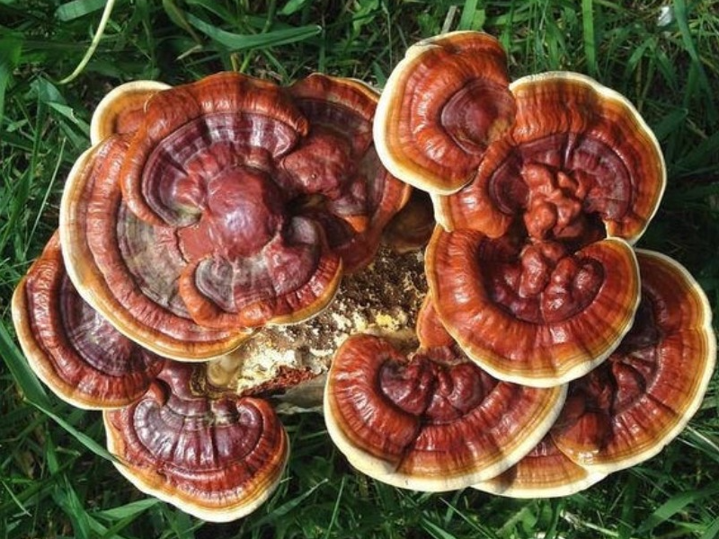Know the Mycology of the Chinese Mushroom of Immortality [1 min read]